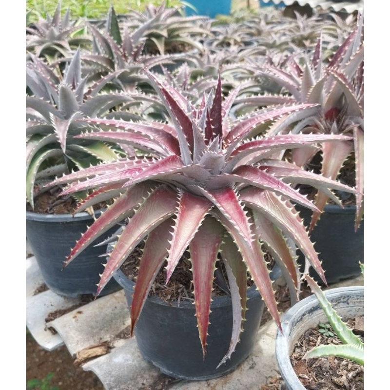 สับปะรดหนาม Dyckia ไม้กลางแจ้งสับปะรดหนาม