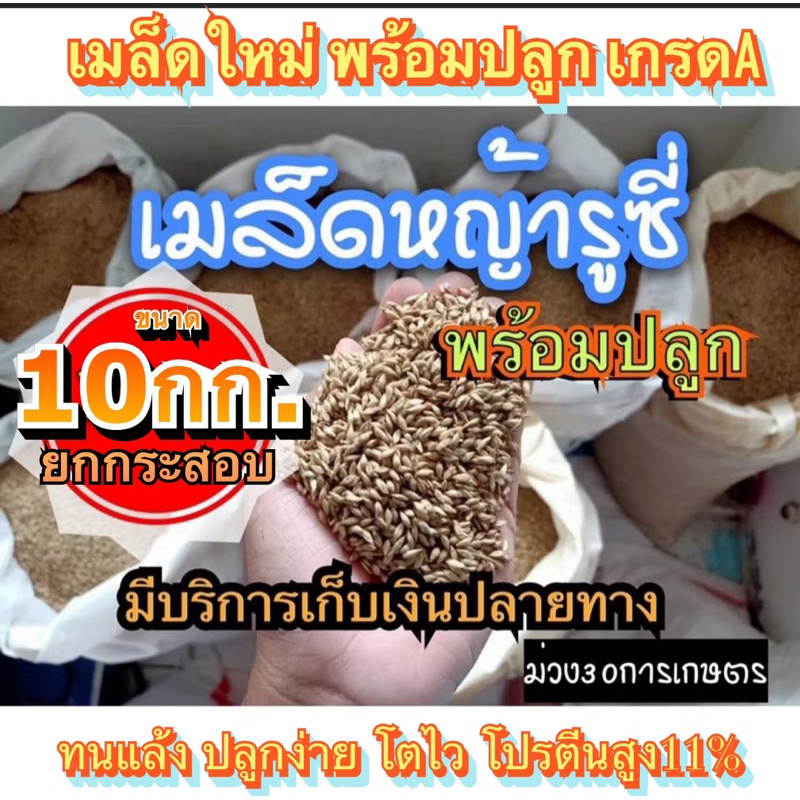✅ รูซี่ เมล็ดหญ้ารูซี่ 10 กิโลกรัม #รับประกันการงอก #พร้อมปลูก  ลูซี่ หญ้าเลี้ยงสัตว์ พันธ์ุหญ้า  หญ้าเลี้ยงวัว