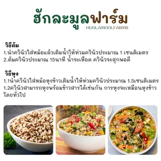 ควินัว 3สี ควินัวออร์แกนิค 240 800กรัม ของใหม่ กลิ่นหอม ไม่แข็ง ควินัวสามสี เด็ก
