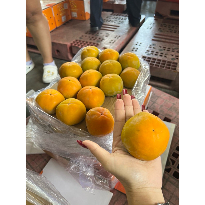 พลับสด สายพันธุ์เกาหลี ยกลัง