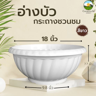 อ่างบัวเลี้ยงปลา กระถางชวนชม ขนาด 18 นิ้ว
