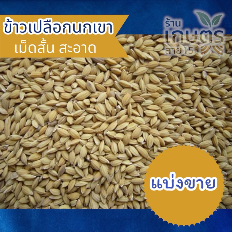 ข้าวเปลือกนกเขา เม็ดสั้น แบ่งขาย 1 kg