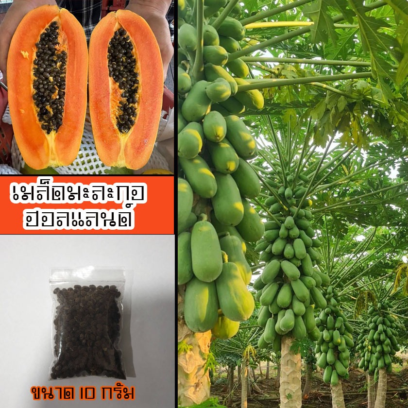 เมล็ดมะละกอพันธุ์ฮอลแลนด์ 10 กรัม จำนวน 500 - 600 เมล็ด