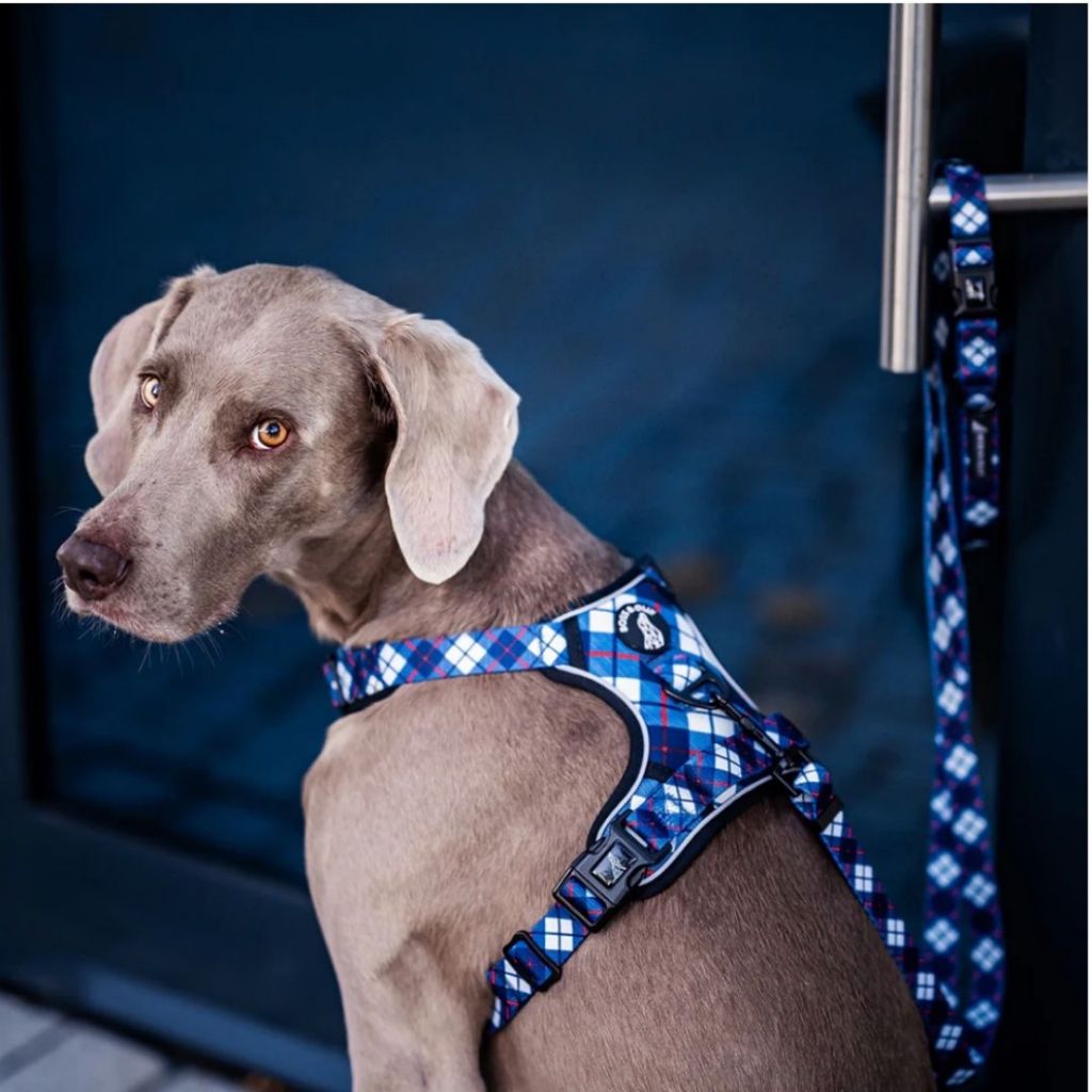 Boss & Olly - Active Collection รัดอก สายจูง สำหรับสุนัขและแมว Leash and Harness for Dog and Cat