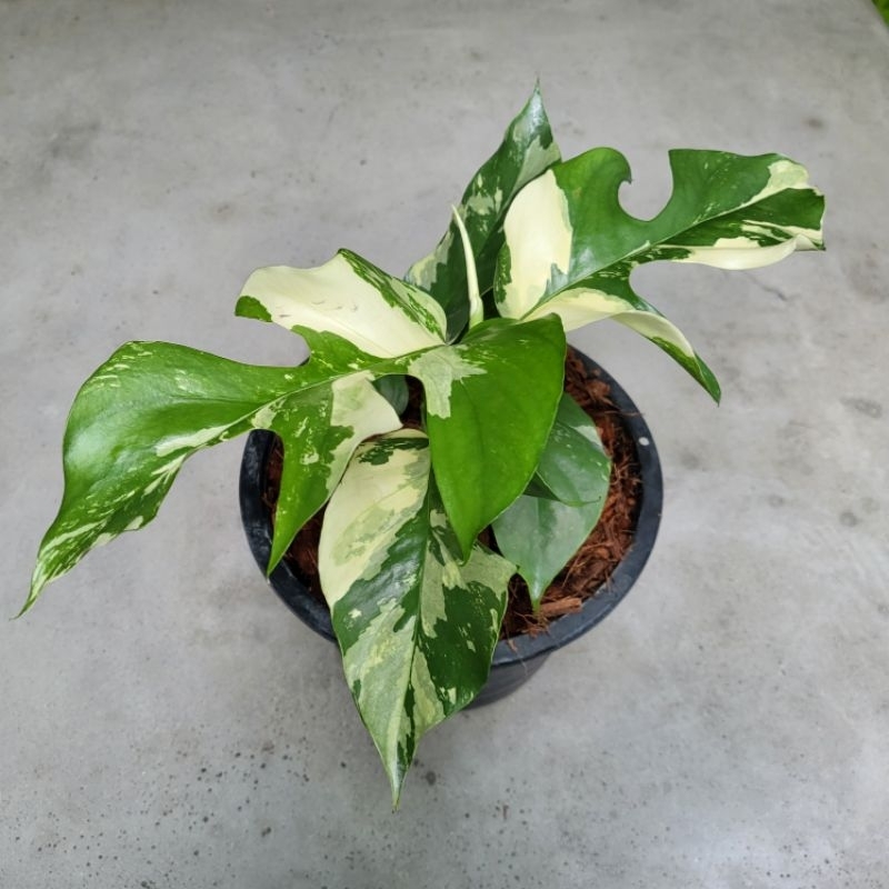 Raphidophora Tetrasperma Variegata "Monstera Jinny" มอนสเตอร่า จินนี่ด่างขาว จัดส่งพร้อมกระถาง