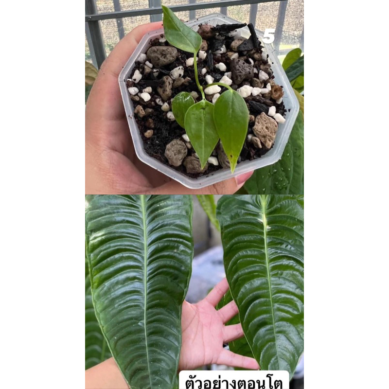 Anthurium Veitchii King (คิง) ต้นเล็ก ในรูป