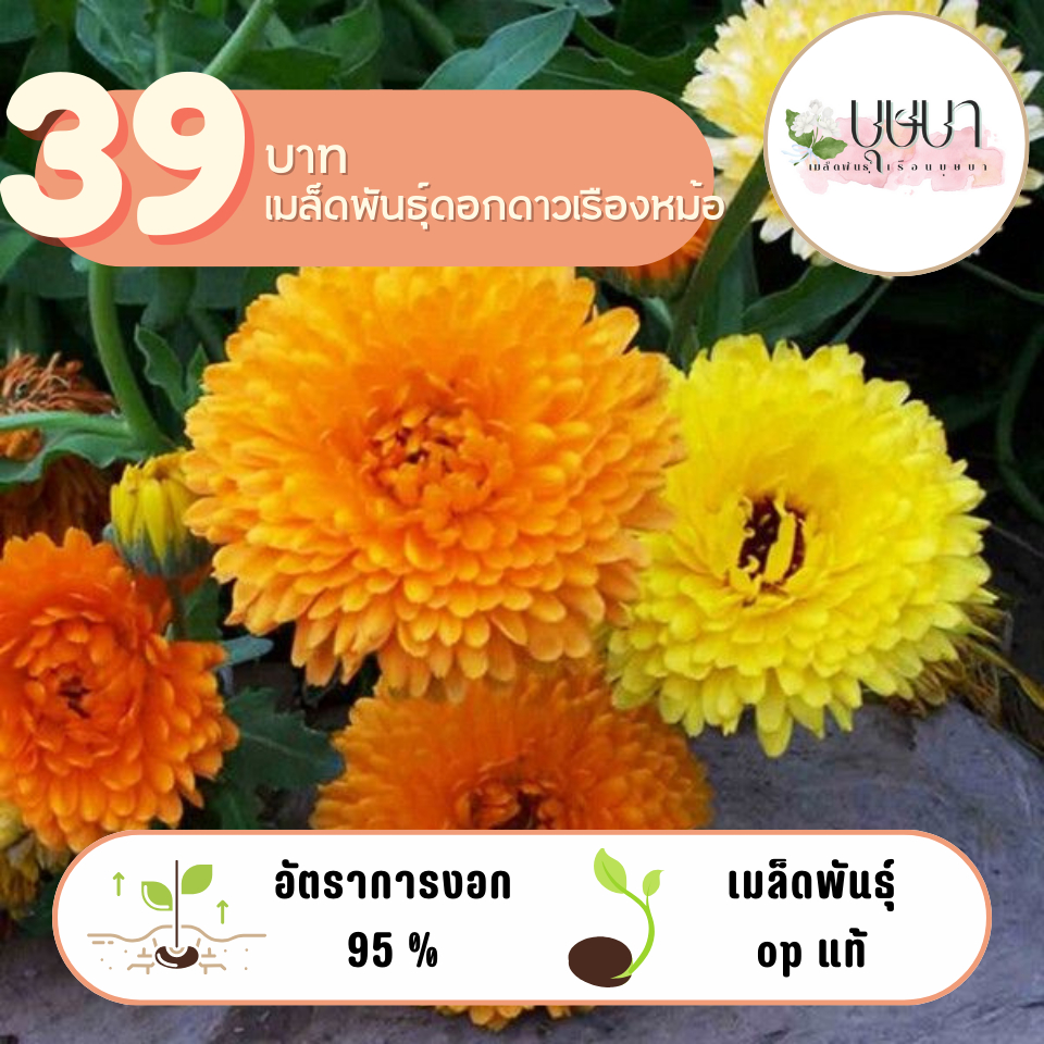 ดาวเรืองหม้อ 39บาท 300เมล็ด