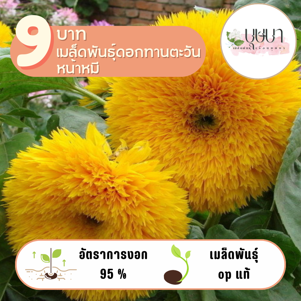 ดอกทานตะวันหมี 9บาท 10เมล็ด