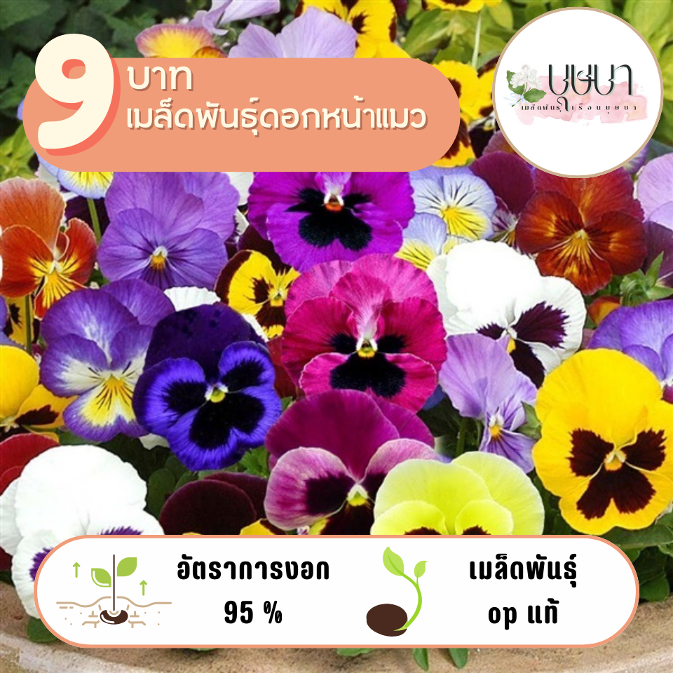 เมล็ดพันธุ์ดอกหน้าแมว 9บาท 50เมล็ด