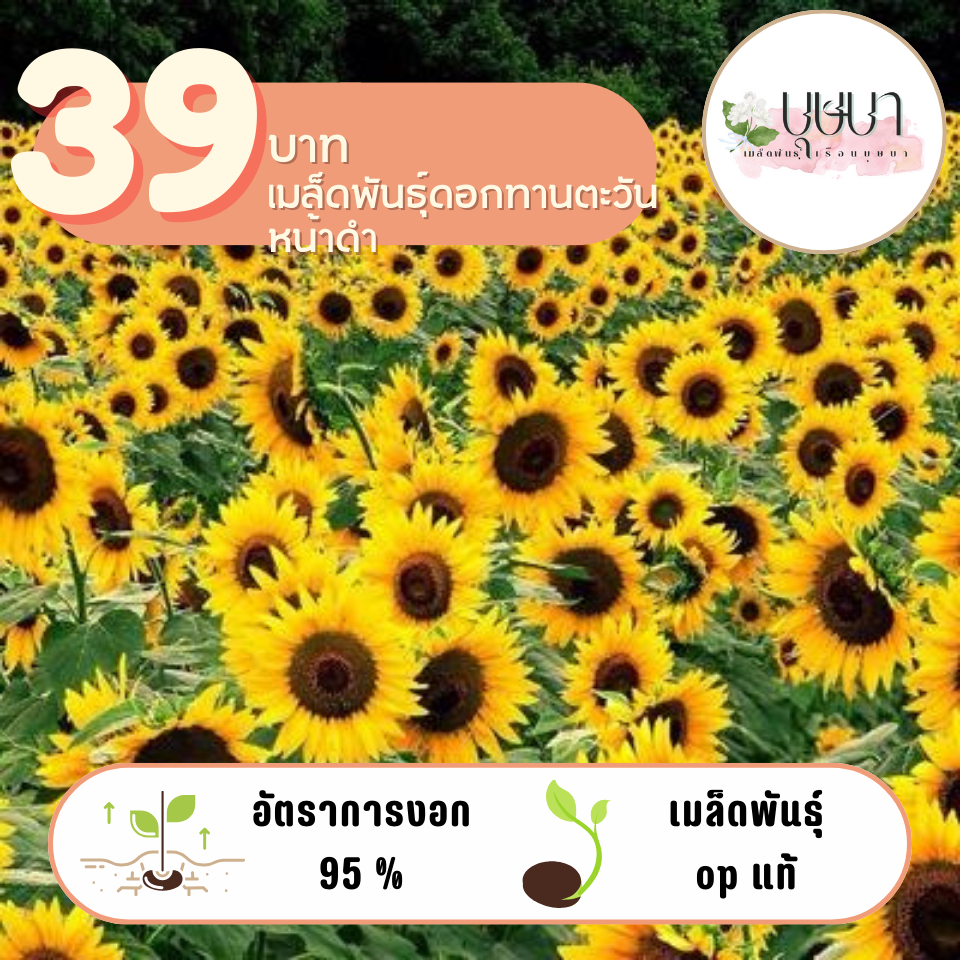 ทานตะวันหน้าดำ 39บาท 50เมล็ด