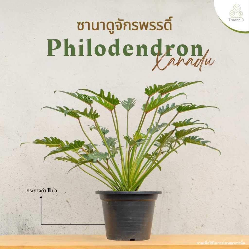 Treeno.9 T62 ซานาดู ปลูกในบ้านได้ (Philodendron Xanadu) กระถาง 10 นิ้ว / สูง 60-70 ซม. / ไม้ประดับ ไม้ฟอกอากาศ (ต้นไม้)