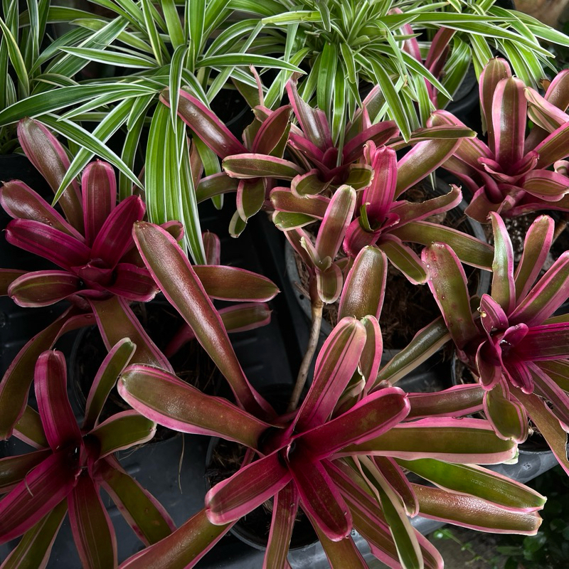 สับปะรดสี Fireball พร้อมส่งทั้งกระถาง