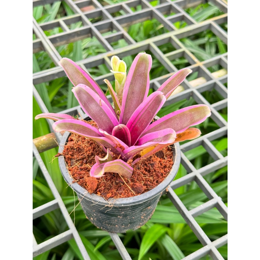 มุมมอง 3