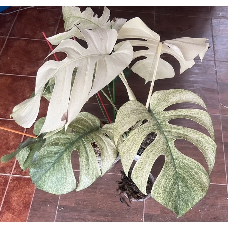 [เกรดpremium "คุ้มสุดๆๆ"] Monstera Full Mint มอนสเตอร่ามิ้น