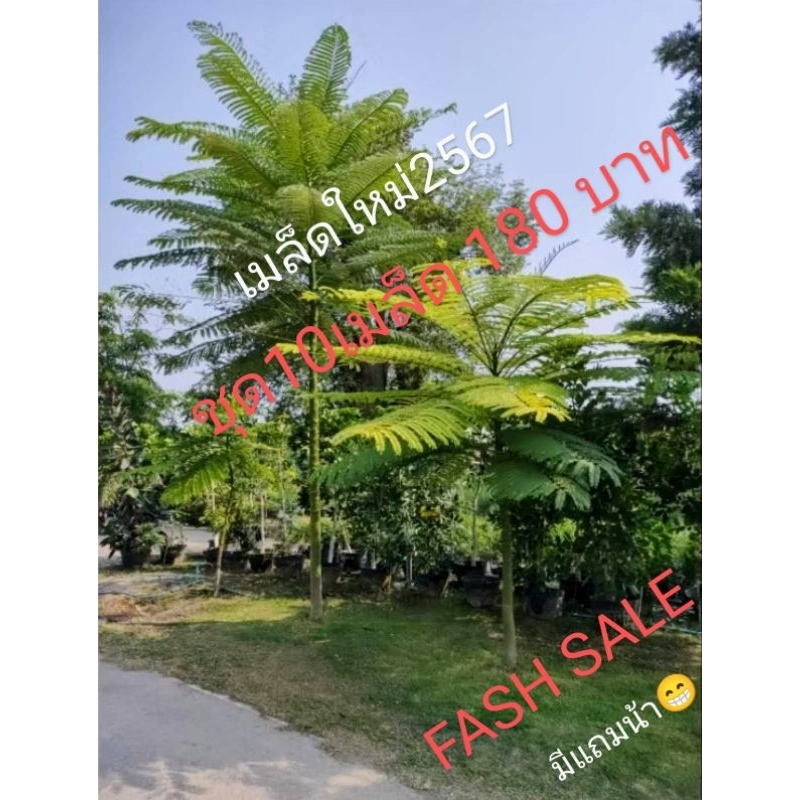 เมล็ดต้นยีราฟ/กลด/ทาวเวอร์ทรี