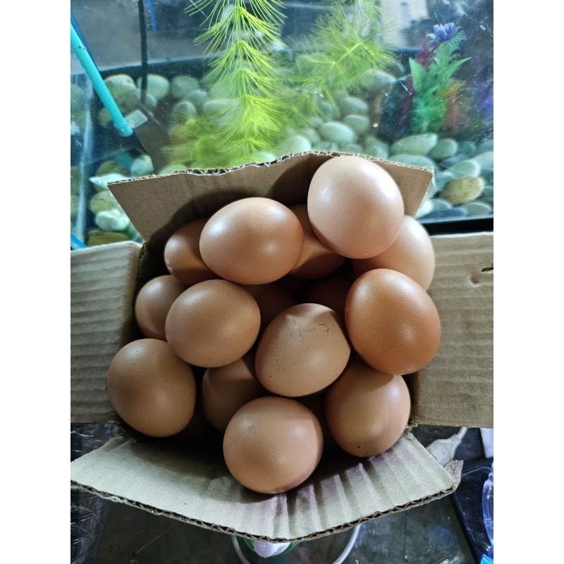 ไข่เชื่อไก่ไข่ไฮบริด ชุด5ใบ นำไปฟักในตู้ได้เลย