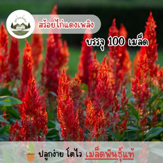 สร้อยไก่สีแดงเพลิง 100 เมล็ด