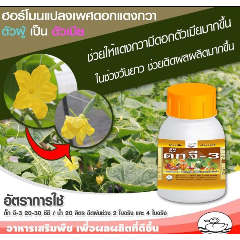 ดั๊กจี-3(สูตรแปลง เพศ)ทำให้ดอกสมบูรณ์เพศ ติดดอกง่าย ออกดอกเยอะ