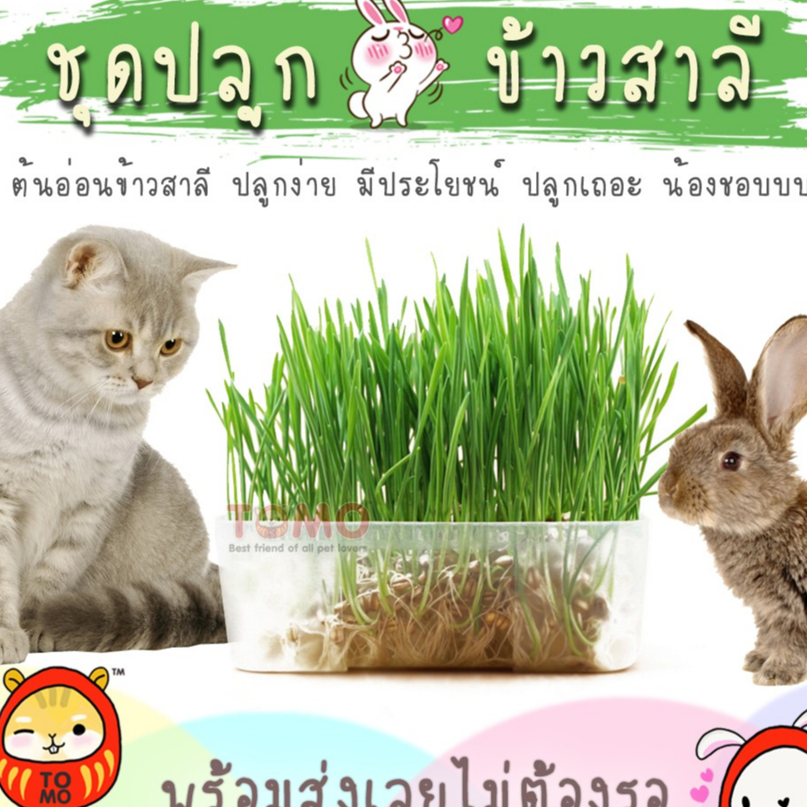 ร้านโทโมะ 💕 ชุดปลูกต้นอ่อนข้าวสาลี ปลูกง่าย 1 เซตปลูกได้ 2 ครั้ง