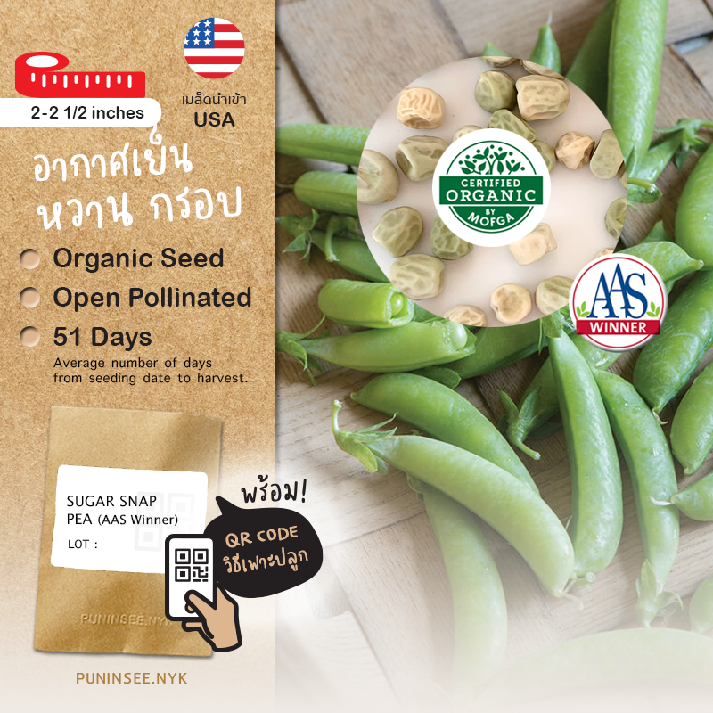 เมล็ดนำเข้า ถั่วลันเตาหวาน Sugar Snap Peas (Organic Seed) AAS สายพันธุ์นี้มีรางวัล