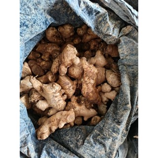 แม่ขิงแก่ดิน ไม่ล้าง สดใหม่(รวมทุกไซส์เล็กกลางใหญ่)