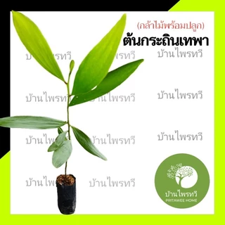 ต้นกระถินเทพา กล้าไม้พร้อมปลูก ต้นไม้ ไม้เเข็งเเรง เเน่นอน ต้น
