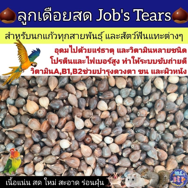 ลูกเดือย Job's Tears ลูกเดือยสดสำหรับนกแก้วทุกสายพันธุ์และสัตว์ฟันแทะต่างๆ (200กรัม/500กรัม)