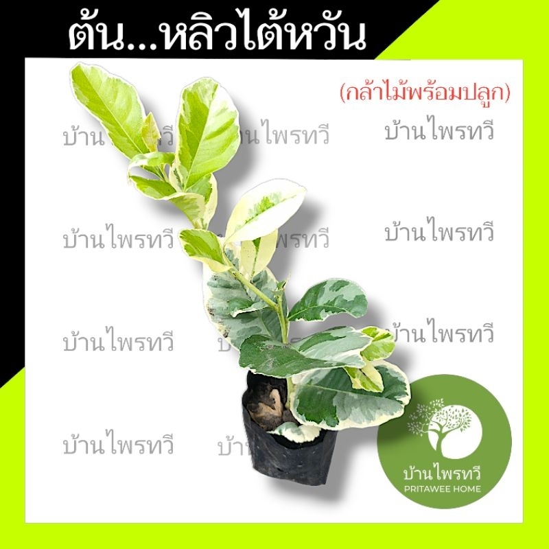 ต้นมะนาวด่าง บ้านไพรทวี เลม่อนยูเลก้า มะนาวด่าง พร้อมปลูก
