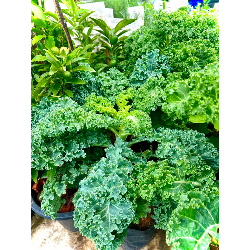 ผัก เคล Kale ราชินีผักใบ ผักสวนครัว ผักปลอดสาร organic100% ต้นใหญ่ พร้อมปลูก พร้อมทาน