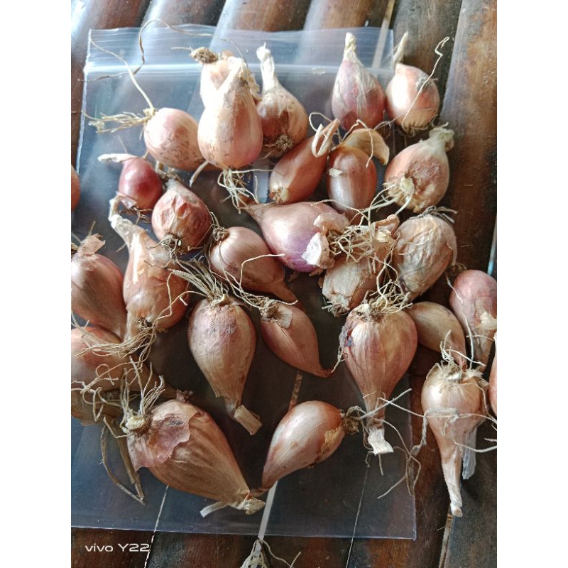 พันธุ์หอมเเบ่งลับเเลขนาดทดลองปลูกลงกระถาง 20 หัว 40 บาท