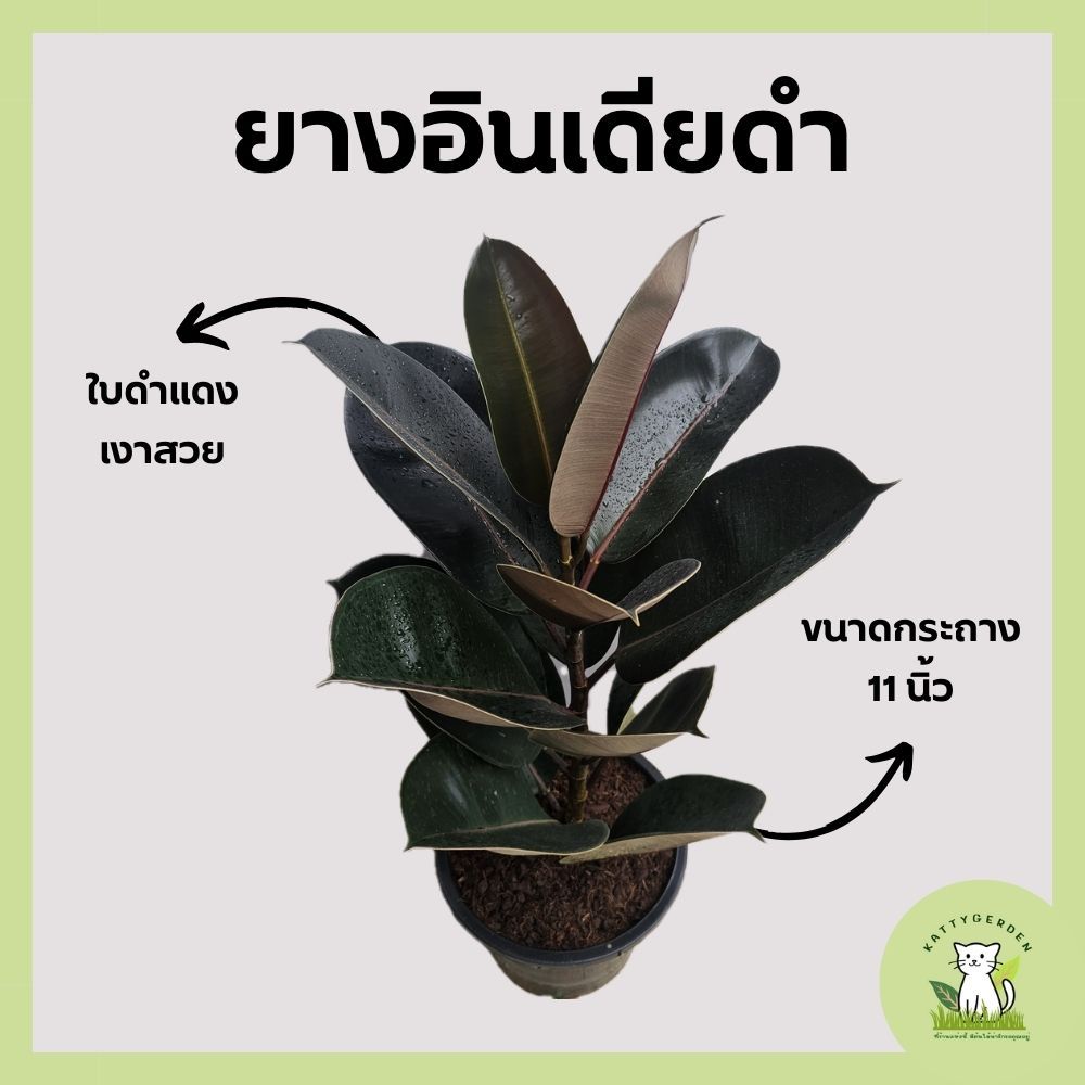 ต้นยางอินเดียดำ กระถาง 11 นิ้ว ฟอร์มใหญ่ สูง 70-85 cm. ราคา ถูกที่สุด ดีลบีเคเค แกลเลอรีภาพที่ 4