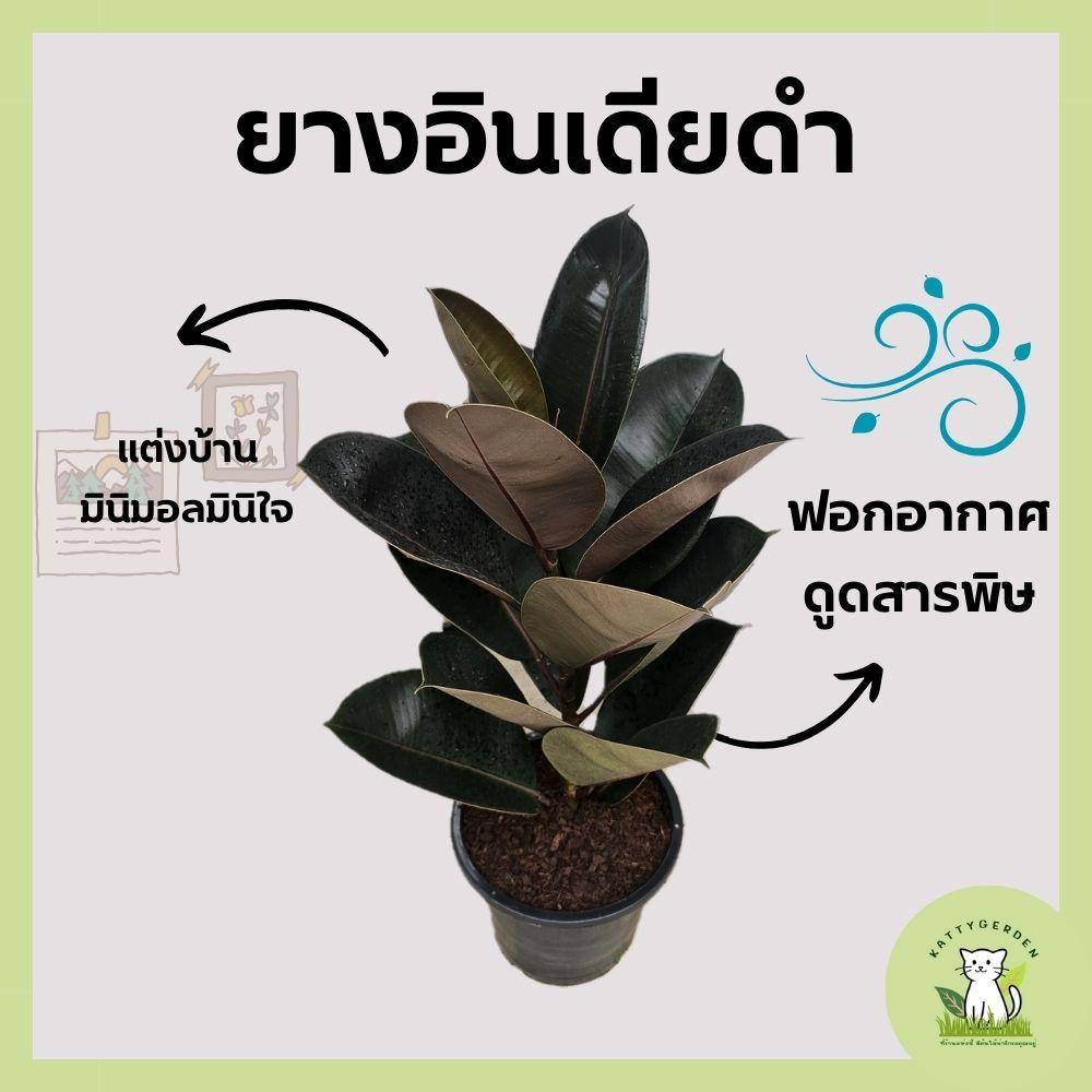 ต้นยางอินเดียดำ กระถาง 11 นิ้ว ฟอร์มใหญ่ สูง 70-85 cm. ราคา ถูกที่สุด ดีลบีเคเค แกลเลอรีภาพที่ 2