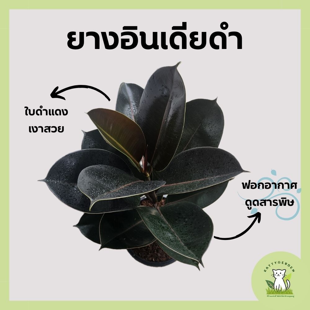 ต้นยางอินเดียดำ กระถาง 11 นิ้ว ฟอร์มใหญ่ สูง 70-85 cm. ราคา ถูกที่สุด ดีลบีเคเค แกลเลอรีภาพที่ 3
