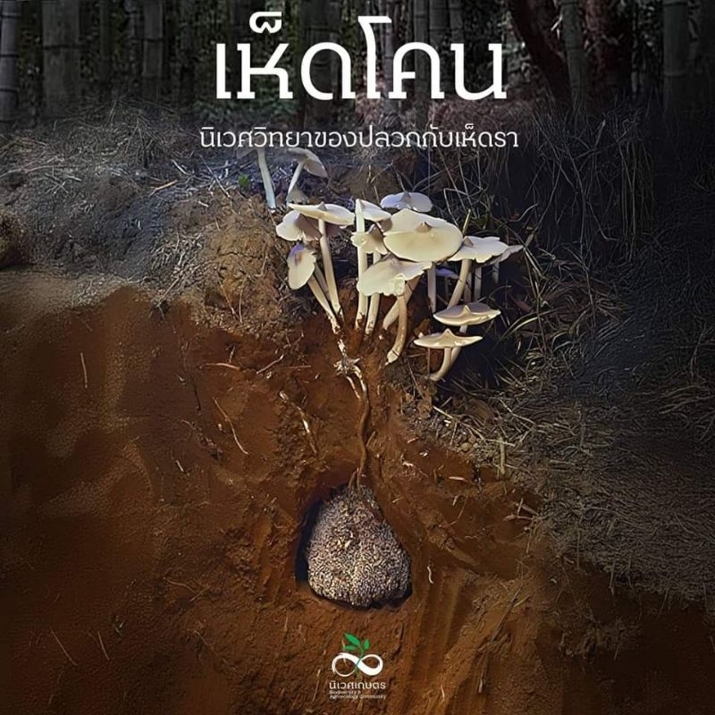 หัวเชือเห็ดปลวกแบบผงสุตรเข้มข้นของปีนี้