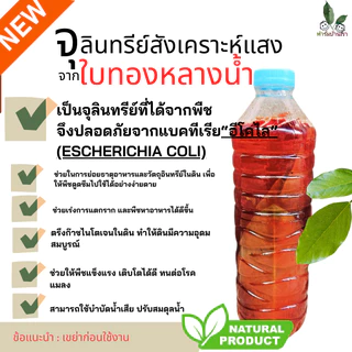ฟาร์มบ้านเรา จุลินทรีย์สังเคราะห์แสงจากใบทองหลางน้ำ Rhodobactor Capsulatus ปลอดภัย จุลินทรีย์เลี้ยงไข่ผำ บำรุงเคลได้ดี