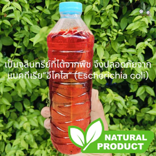 ฟาร์มบ้านเรา จุลินทรีย์สังเคราะห์แสงจากใบทองหลางน้ำ Rhodobactor Capsulatus ปลอดภัย จุลินทรีย์เลี้ยงไข่ผำ บำรุงเคลได้ดี