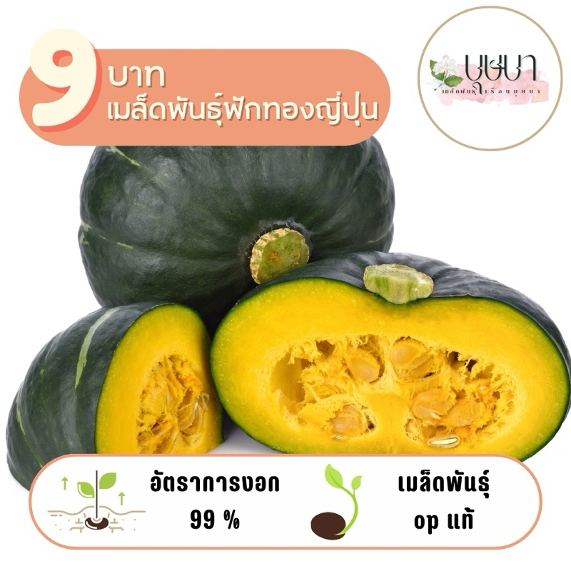 เมล็ดฟักทองญี่ปุ่น 9 บาท 30 เมล็ด