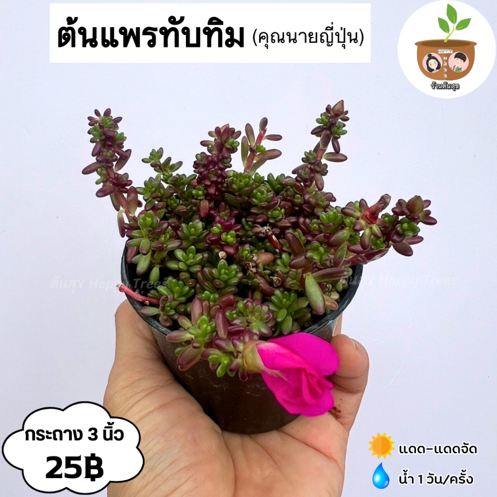 ต้นแพรทับทิม จัดส่งที่ 2 ต้นขึ้นไป คละแบบได้