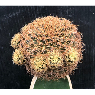 แคคตัส ซันโค ดอกเหลือง sulcorebutia candiae ไม้กราฟ จำนวน 1 ต้น