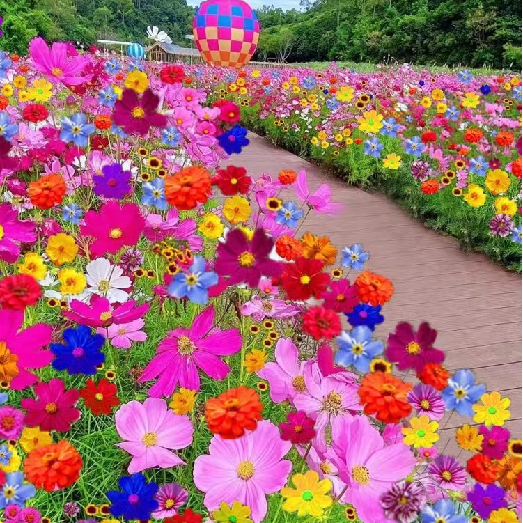 เมล็ดพันธุ์คอสมอสคละสี 33 บาท 1000 เมล็ด แถมฟรี 100 เมล็ด ปลูกเป็นท้องทุ่ง ปลูกประดับบ้าน