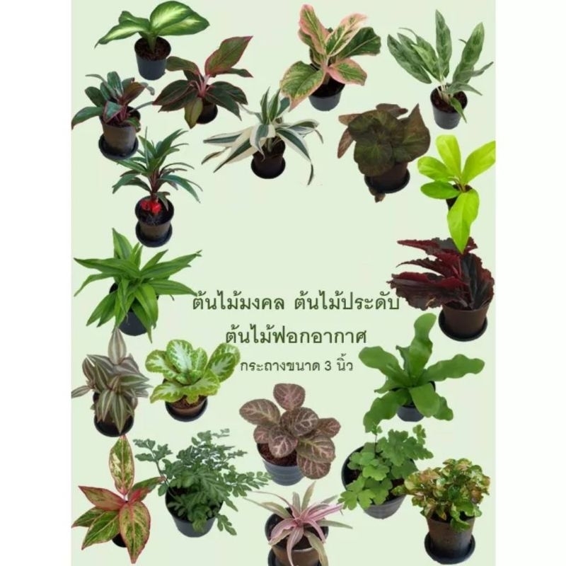 K.2 ไม้มงคล ไม้ประดับ ไม้สวยงาม กระถาง 3นิ้ว