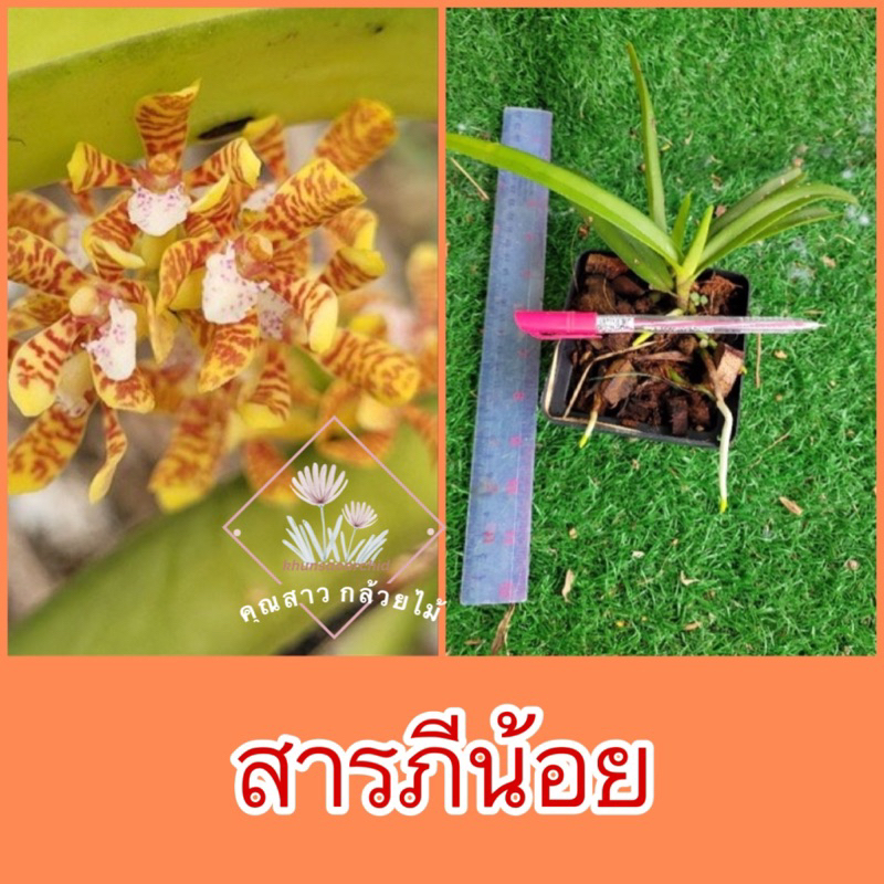 กล้วยไม้ สารภีน้อย ❤️ดอกจิ๋วๆน่ารักๆ❤️❤️❤️