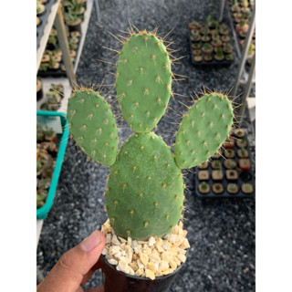 โอพันเทียสโนว์ (Opuntia Snow)