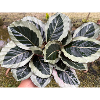 คล้าม่วงนารีหรือซินเทีย Calathea riseopicta ‘Cynthia’กระถาง6”กอใหญ่