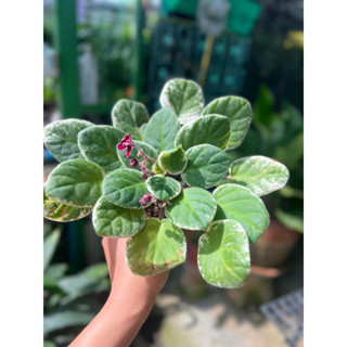 แอฟริกันไวโอเล็ต African Violet 🌼ใบสวยมากดอกมีตามช่วงเวลาทักก่อนสั่งได้กระถาง4-5นิ้ว ดอกออกตลอดใบสวย