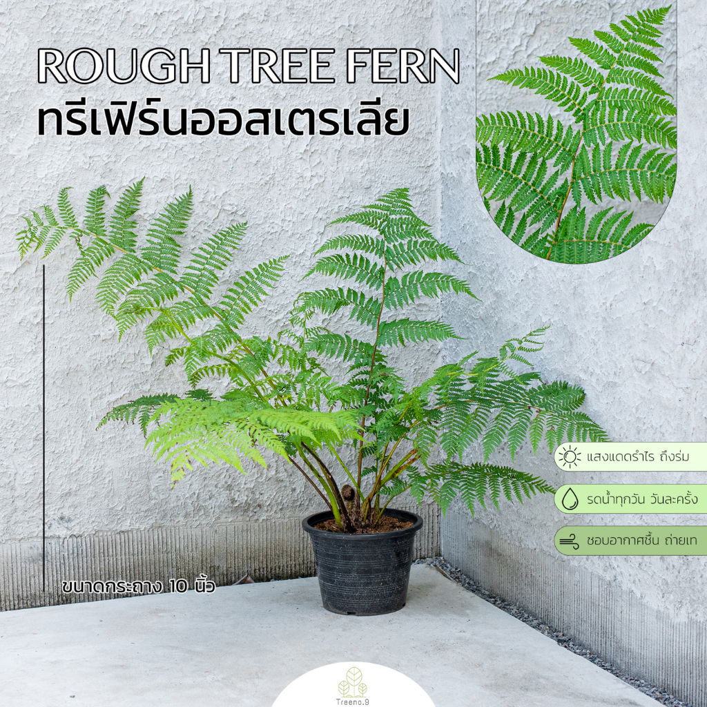 Treeno.9 T6 ทรีเฟิร์นออสเตรเลีย Rough tree fern พร้อมส่ง ต้นไม้พุ่มใหญ่ ใบสวย สง่างาม ใบแตกหน่อยสวย