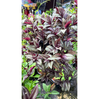 พระยาลิดตีนปู/ก้ามปู/Silver Inch Plant/Silvery Wandering Jew/Wandering Jew แขวน6-8นิ้ว