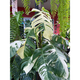 🍀อิพิด่างขาว อิพิด่างขาว  🍀 Epipremnum pinnatum variegated ใบสวยฟอร์มกอ ขึ้นเสา💚❤️