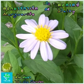 ต้นดอกเดซี่ (DAISY) หรือ มากาเร็ต ดอกสีขาวอมม่วงนิดๆ และ เดชี่เหลือง