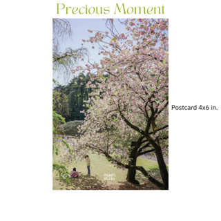 พร้อมส่ง - โปสการ์ดแต่งห้อง 4*6 Postcard - Sakura : Precious moment collection